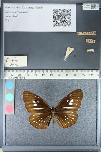 Media type: image;   Entomology 161242